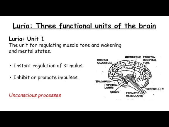 Instant regulation of stimulus. Inhibit or promote impulses. Unconscious processes