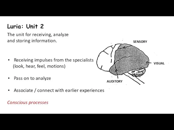 Luria: Unit 2 The unit for receiving, analyze and storing