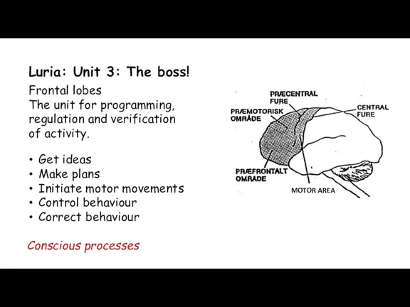 Luria: Unit 3: The boss! Frontal lobes The unit for