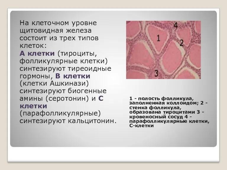 1 - полость фолликула, заполненная коллоидом; 2 - стенка фолликула,