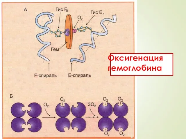 Оксигенация гемоглобина