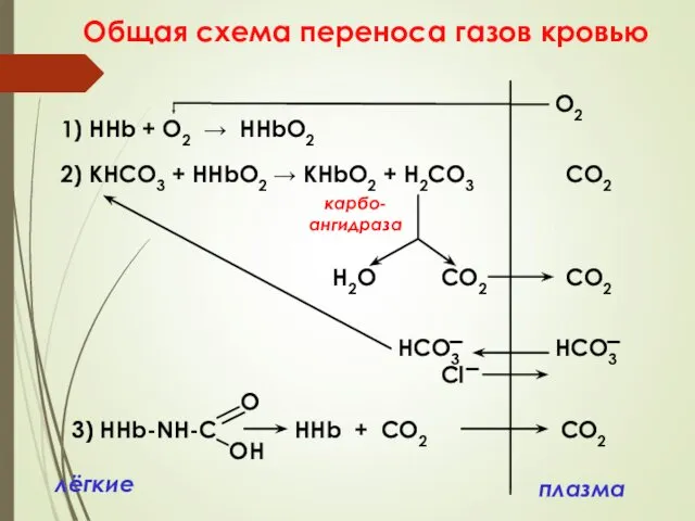 Общая схема переноса газов кровью плазма лёгкие 1) ННb +