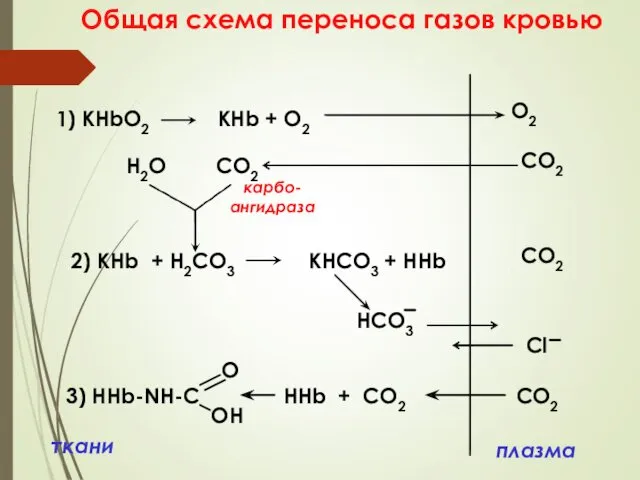 Общая схема переноса газов кровью плазма ткани 1) КHbO2 КНb