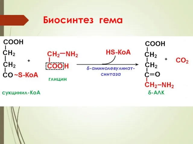 Биосинтез гема + + δ-аминолевулинат-синтаза сукцинил-КоА δ-АЛК глицин
