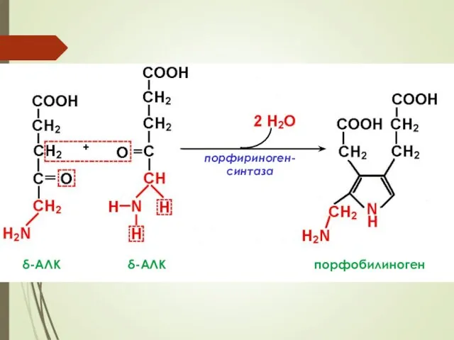 + порфириноген-синтаза δ-АЛК δ-АЛК порфобилиноген