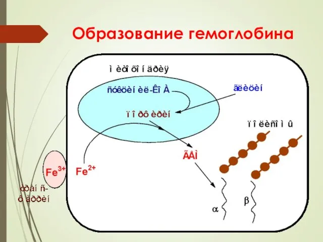 Образование гемоглобина