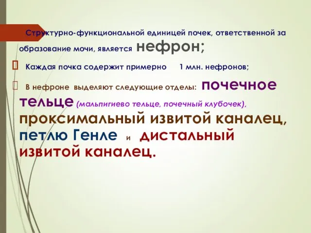 Структурно-функциональной единицей почек, ответственной за образование мочи, является нефрон; Каждая