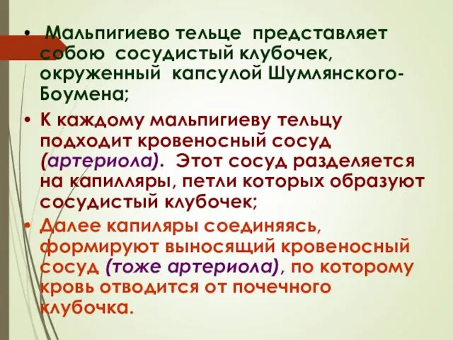 Мальпигиево тельце представляет собою сосудистый клубочек, окруженный капсулой Шумлянского-Боумена; К