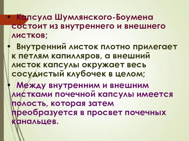 Капсула Шумлянского-Боумена состоит из внутреннего и внешнего листков; Внутренний листок