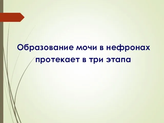 Образование мочи в нефронах протекает в три этапа