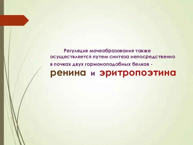 Регуляция мочеобразования также осуществляется путем синтеза непосредственно в почках двух гормоноподобных белков - ренина и эритропоэтина