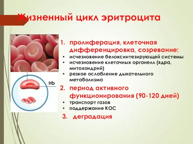 Жизненный цикл эритроцита пролиферация, клеточная дифференцировка, созревание: исчезновение белоксинтезирующей системы