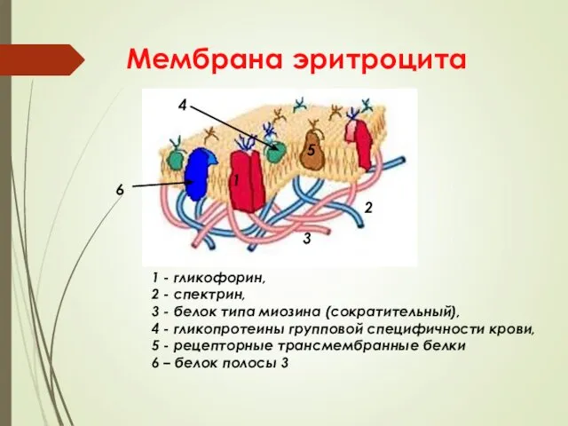 Мембрана эритроцита 1 - гликофорин, 2 - спектрин, 3 -