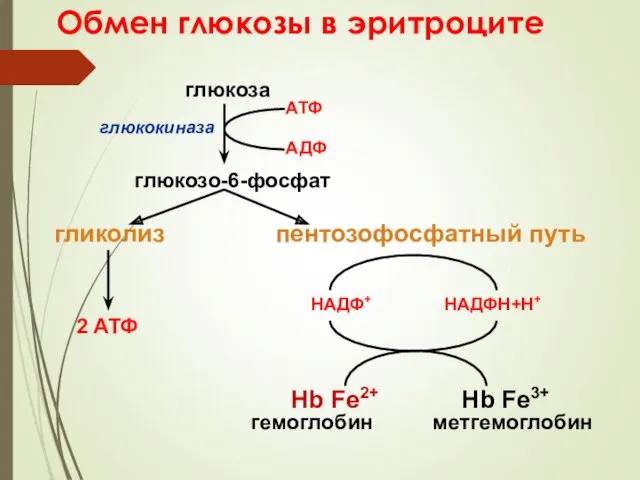 Обмен глюкозы в эритроците глюкоза глюкозо-6-фосфат гликолиз пентозофосфатный путь АТФ