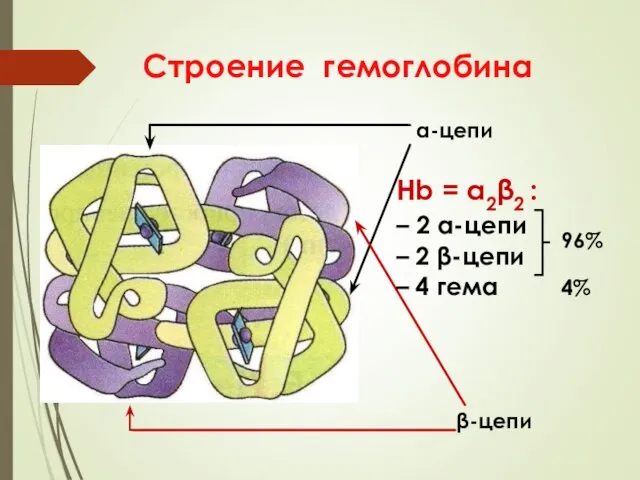 Строение гемоглобина α-цепи β-цепи Hb = α2β2 : – 2