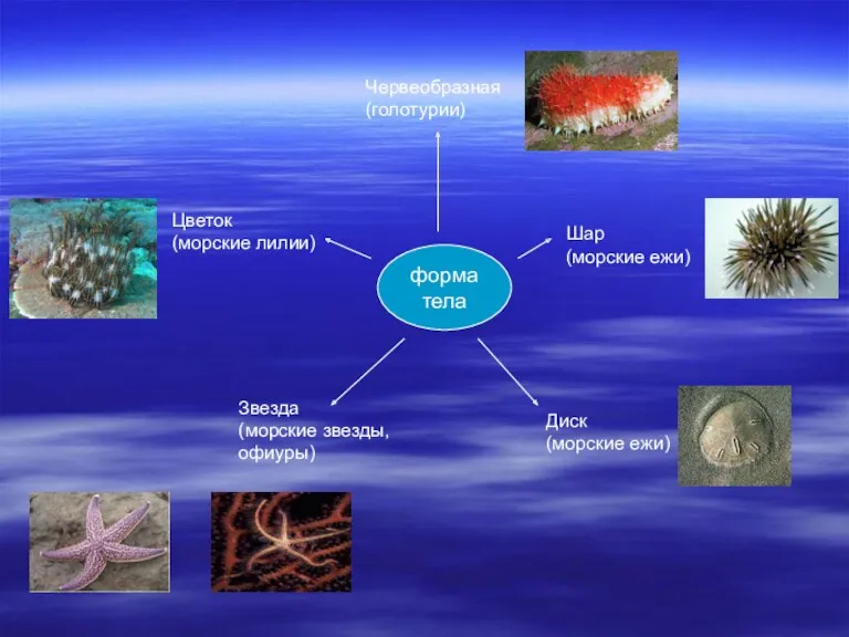 форма тела Червеобразная (голотурии) Шар (морские ежи) Диск (морские ежи)
