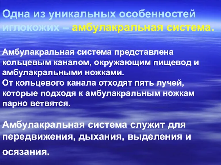 Одна из уникальных особенностей иглокожих – амбулакральная система. Амбулакральная система