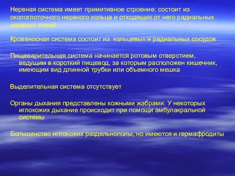 Нервная система имеет примитивное строение: состоит из окологлоточного нервного кольца