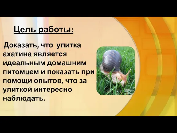 Цель работы: Доказать, что улитка ахатина является идеальным домашним питомцем и показать при