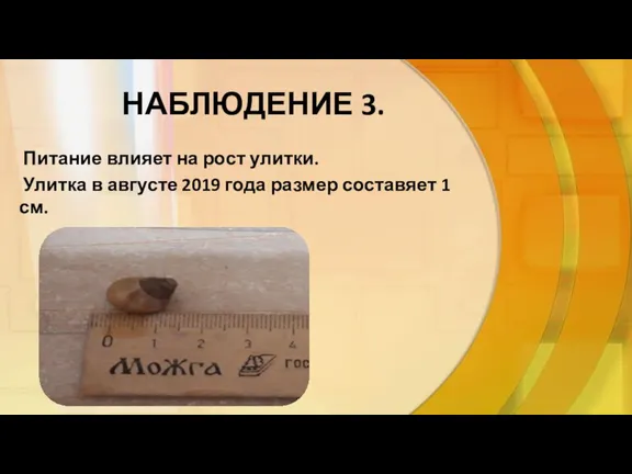 НАБЛЮДЕНИЕ 3. Питание влияет на рост улитки. Улитка в августе 2019 года размер составяет 1 см.