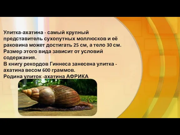 Улитка-ахатина - самый крупный представитель сухопутных моллюсков и её раковина