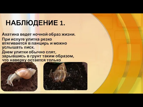 НАБЛЮДЕНИЕ 1. Ахатина ведет ночной образ жизни. При испуге улитка резко втягивается в