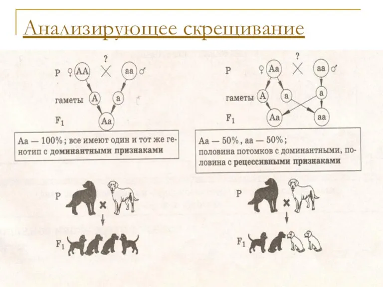 Анализирующее скрещивание