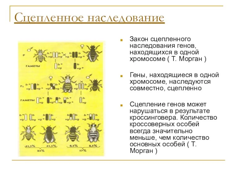 Сцепленное наследование Закон сцепленного наследования генов, находящихся в одной хромосоме ( Т. Морган