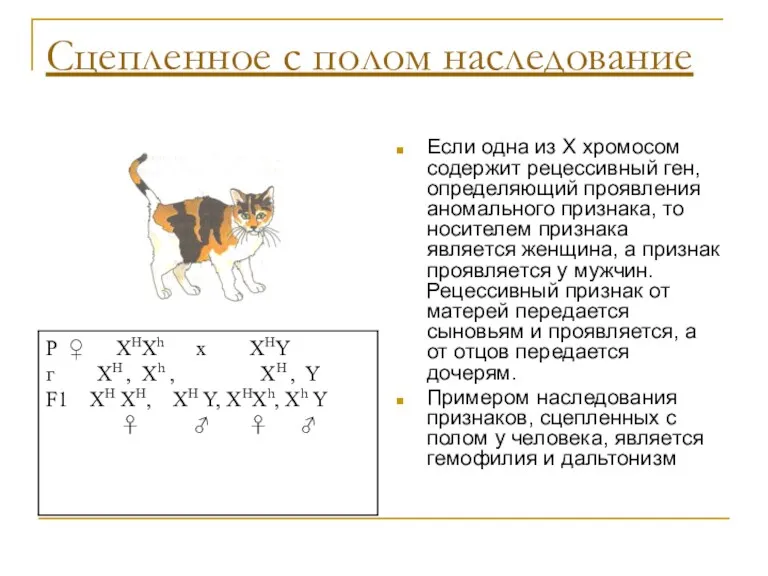 Сцепленное с полом наследование Если одна из X хромосом содержит рецессивный ген, определяющий