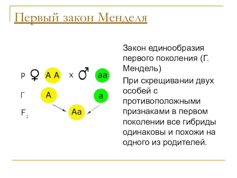 Первый закон Менделя Закон единообразия первого поколения (Г. Мендель) При скрещивании двух особей