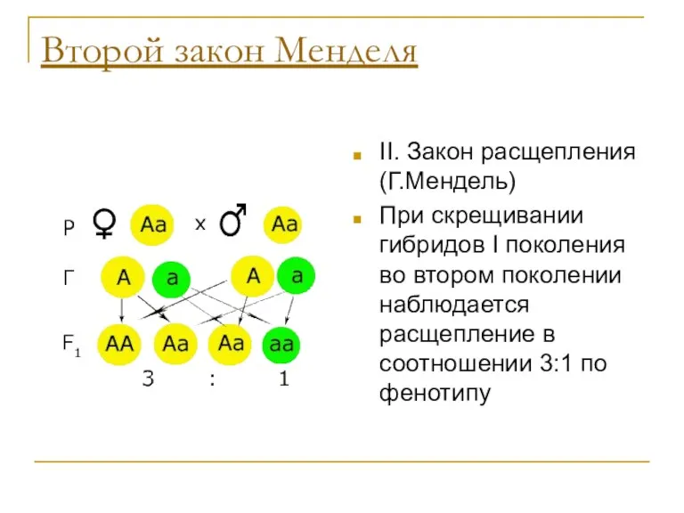 Второй закон Менделя II. Закон расщепления (Г.Мендель) При скрещивании гибридов I поколения во