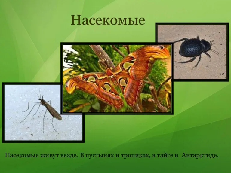 Насекомые живут везде. В пустынях и тропиках, в тайге и Антарктиде. Насекомые