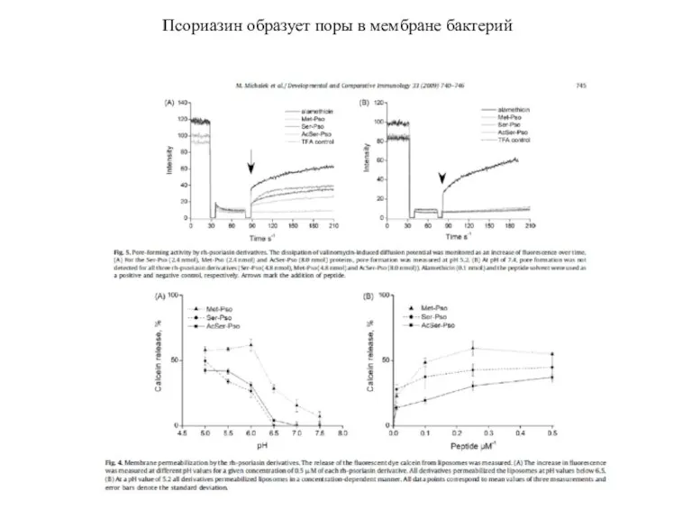 Псориазин образует поры в мембране бактерий