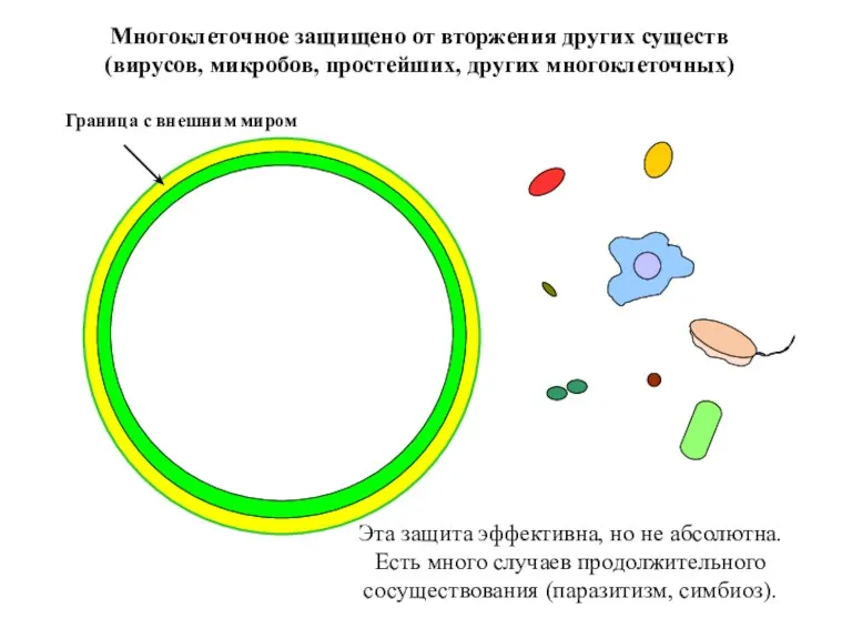 Многоклеточное защищено от вторжения других существ (вирусов, микробов, простейших, других