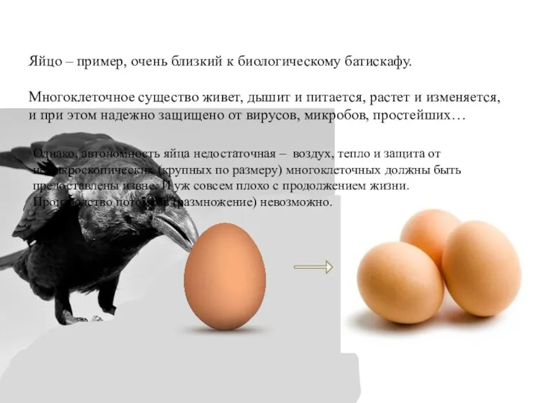 Яйцо – пример, очень близкий к биологическому батискафу. Многоклеточное существо