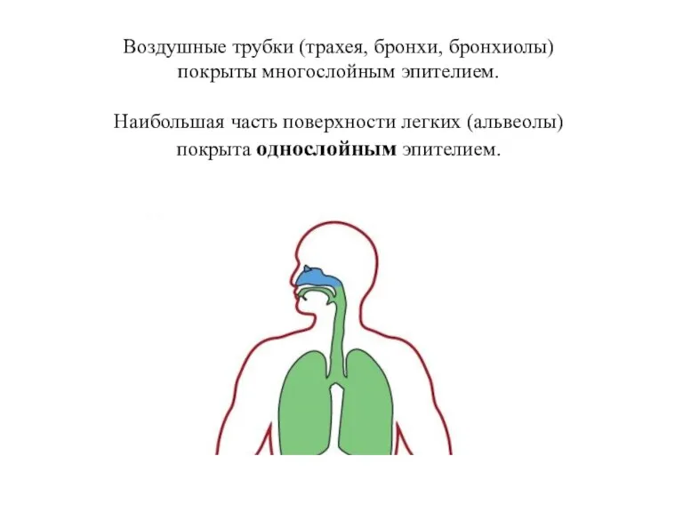 Воздушные трубки (трахея, бронхи, бронхиолы) покрыты многослойным эпителием. Наибольшая часть поверхности легких (альвеолы) покрыта однослойным эпителием.