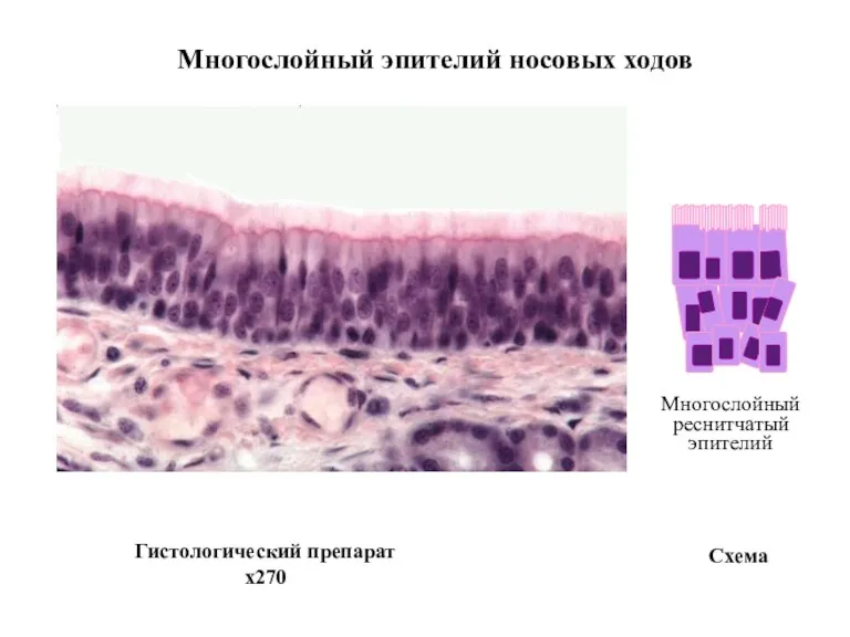 Многослойный реснитчатый эпителий Многослойный эпителий носовых ходов Гистологический препарат x270 Схема
