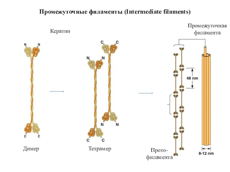 Кератин Промежуточные филаменты (Intermediate filaments)