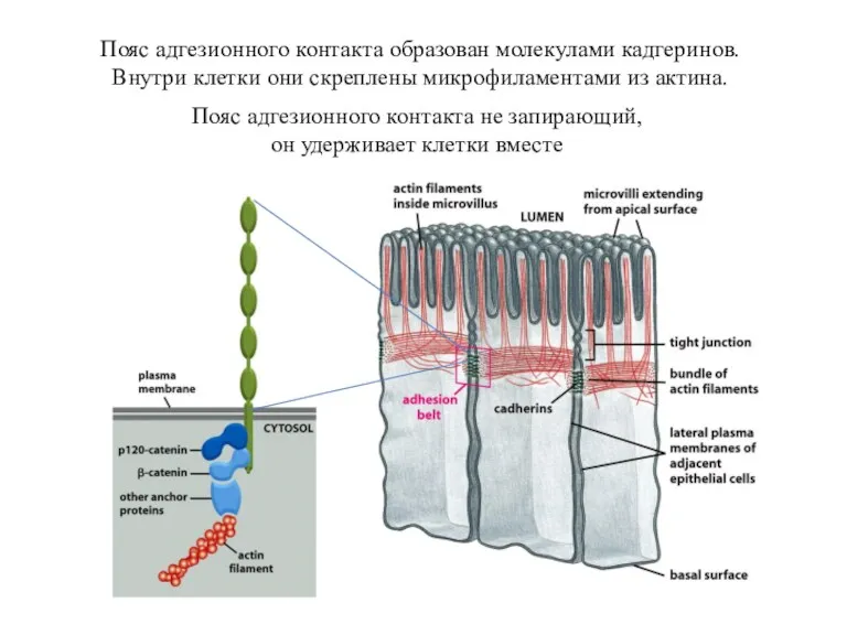 Пояс адгезионного контакта образован молекулами кадгеринов. Внутри клетки они скреплены