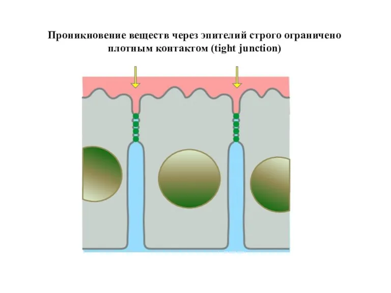 Проникновение веществ через эпителий строго ограничено плотным контактом (tight junction)