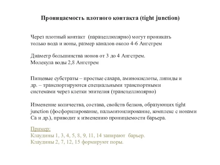 Через плотный контакт (парацеллюлярно) могут проникать только вода и ионы,