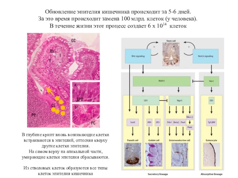 Обновление эпителия кишечника происходит за 5-6 дней. За это время