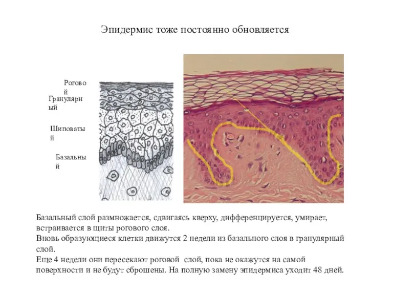 Эпидермис тоже постоянно обновляется Базальный слой размножается, сдвигаясь кверху, дифференцируется,