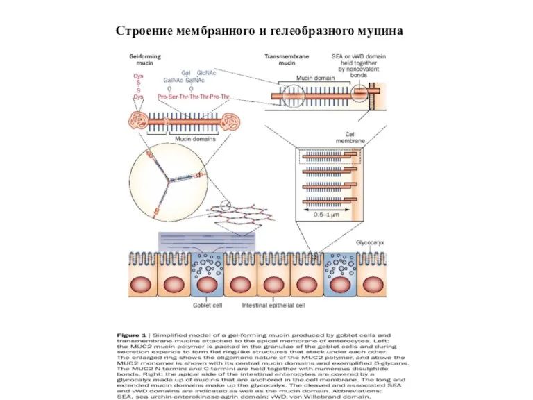 Строение мембранного и гелеобразного муцина