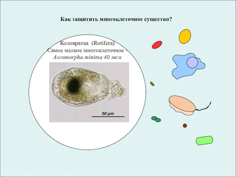 Как защитить многоклеточное существо? Коловратка (Rotifera) Самое мелкое многоклеточное - Ascomorpha minima 40 мкм