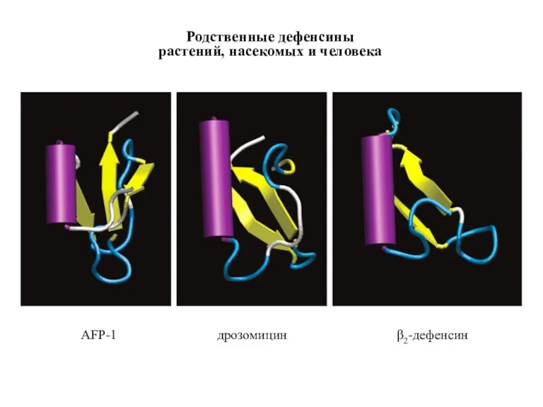 Figure 15-2 Родственные дефенсины растений, насекомых и человека AFP-1 дрозомицин β2-дефенсин