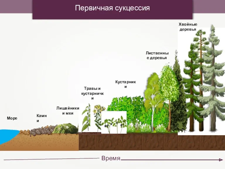 Время Камни Лишайники и мхи Травы и кустарнички Кустарники Лиственные деревья Хвойные деревья Первичная сукцессия Море