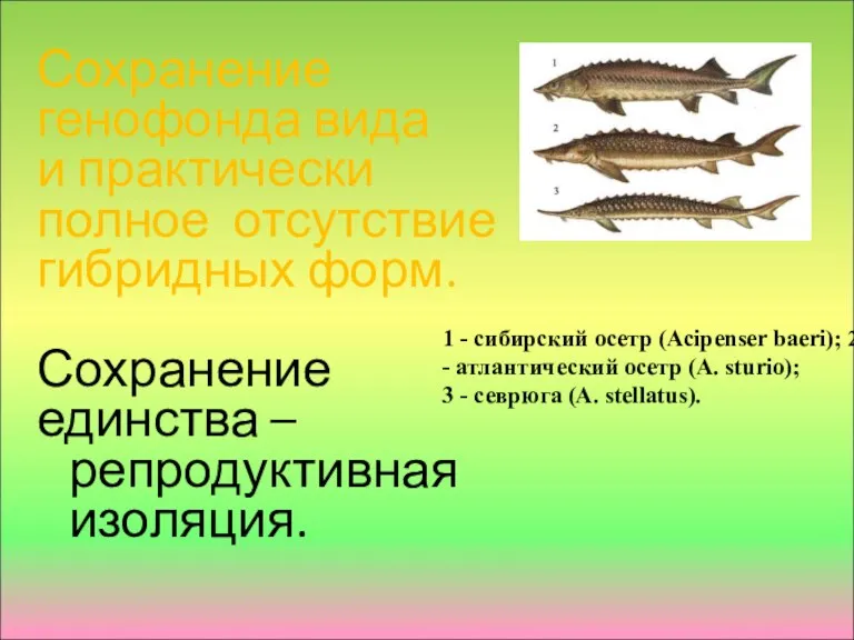 Сохранение генофонда вида и практически полное отсутствие гибридных форм. Сохранение