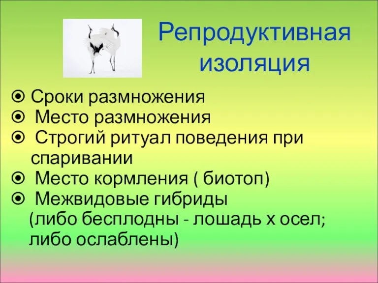 Репродуктивная изоляция Сроки размножения Место размножения Строгий ритуал поведения при