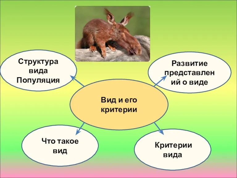 Развитие представлений о виде Вид и его критерии Структура вида Популяция Что такое вид Критерии вида